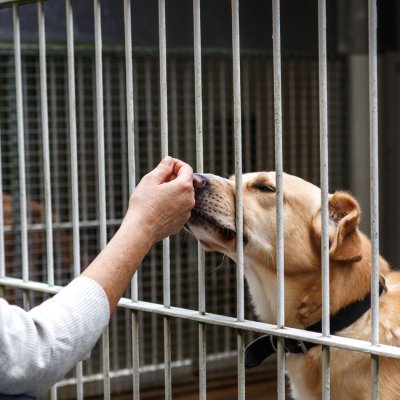 female volunteer at animal shelter with dog