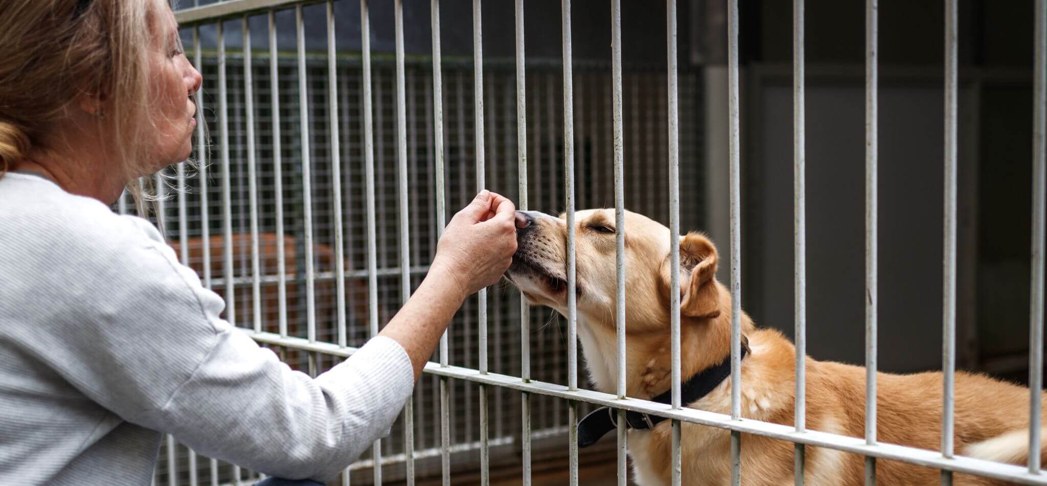 female volunteer at animal shelter with dog