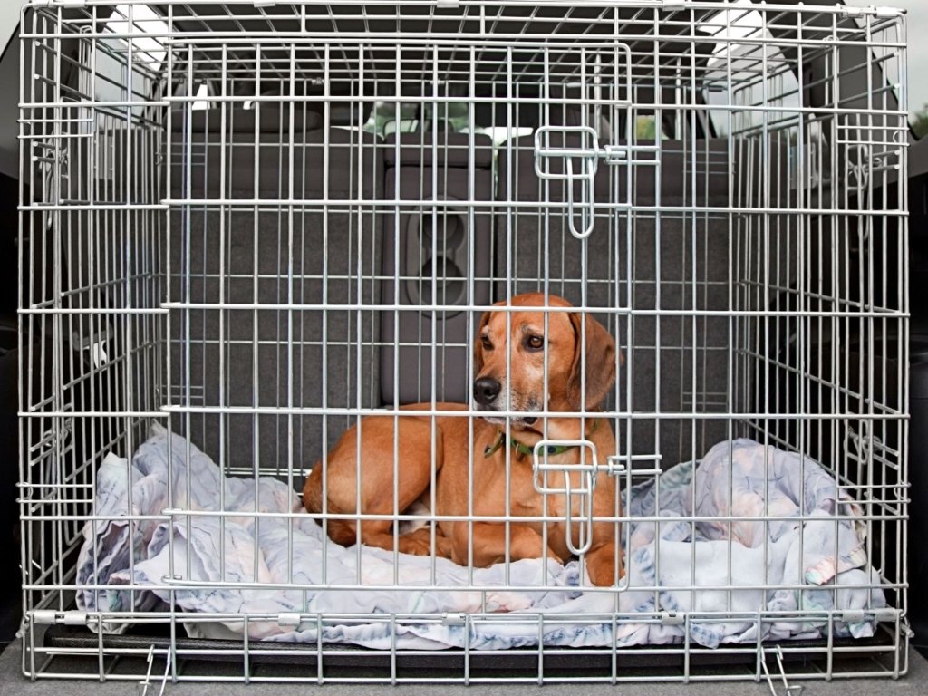dog in crate in car